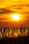 Grass stalks by the sea at sunset