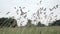 Grass stalks swaying in the wind against a background of blurry trees and sky