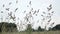 Grass stalks swaying in the wind against a background of blurry trees and sky