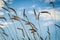 Grass stems close-up against blue sky. Scandinavian style in photography. Loneliness and serenity.