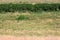 Grass Stipa in the original wild steppe on the territory of the national nature reserve `Askania Nova`. Kherson region, Ukraine