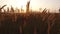 Grass sunlight at dawn morning summer. Nature field brown and yellow spikelet grass steadicam shot motion video