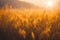 Grass in a sunny field