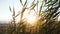 Grass swayed in the sun at sunset on the sea. Sunset on the sea coast, beautiful landscape closeup