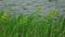 grass sways in the wind with blurred lake waves at background.