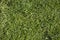 Grass texture