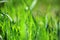 Grass texture