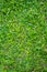 Grass Texture