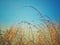 Grass tops, grass, field, rice fields, after harvest, mountains, sky