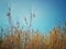 Grass tops, grass, field, rice fields, after harvest, mountains, sky