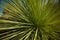 Grass Tree