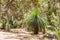 Grass tree or Black Boys, Xanthorrhoea, slow growing single-lobed plant