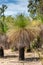 Grass tree or Black Boys, Xanthorrhoea, slow growing single-lobed plant