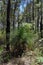 Grass tree or blackboy in jarrah forest