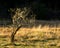 Grass and a tree in the fall in Port Renfrew, Vancouver Island, BC Canada