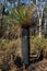 Grass tree, Xanthorrhoea with burnt trunk, regenerating