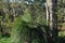 Grass tree, Xanthorrhoea, a species endemic to Australia