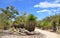 Grass Trees: Australian Bushland