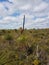 Grass trees Black boys