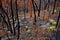 Grass trees in a burnt landscape