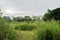 Grass and trees in cloudy raining rummer morning