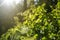 Grass and trees in the forest close-up at sunrise. Beauty concept of nature.