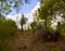 Grass Trees on Mt Tinbeerwah, Sunshine Coast, Queensland, Australia