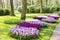 In the grass, between the trees, are round fields with different colors of Hyacinths in the flower park keukenhof in Lisse, Nether