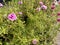 grass-type ornamental plant with pink and purple flowers, thrives in the morning