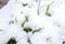 Grass under the snow. Autumn grass under the first snow. Snow covered the young grass.