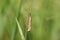 A Grass-veneer Moth, perching on a blade of grass in a meadow in the UK.