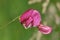 Grass Vetchling