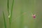 Grass vetchling (Lathyrus nissolia)