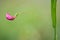 Grass vetchling (Lathyrus nissolia) flower and stem