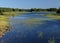 Grass In The Waters Of The Archipelago between Skelleftea and Lulea