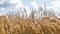 Grass waves on a wind against blue sky with clouds