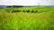 Grass waves on a wind, Tuscany