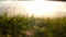 Grass waving in the wind in a hurricane at sunset rays under the bridge in summer