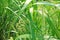 Grass weed infestation in agriculture field