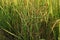 Grass weed in rice field, Leptochloa