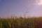 Grass weed in rice field, Leptochloa