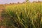 Grass weed in rice field, Leptochloa