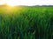 Grass or wheat in sunlight. A field with green grass at the rising or setting of the golden yellow sun The beauty of the