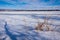 Grass in wintertime along a frozen river bank