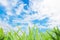 Grass yard and cloud blue sky background