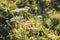 Grass yarrow in spiderweb on a green meadow in the rays of the setting sun