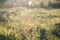 Grass yarrow in spiderweb on a green meadow in the rays of the setting sun. Late summer. Early autumn.