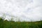 Grass and yellow hemp flower fields