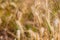 Grass with yellow spikelets. Background from yellow plants. Street vegetation in the green zone. Summer. Close up