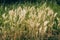 Grass with yellow spikelets. Background from yellow plants. Street vegetation in the green zone. Summer sunny day